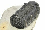 Detailed Austerops Trilobite - Ofaten, Morocco #224928-5